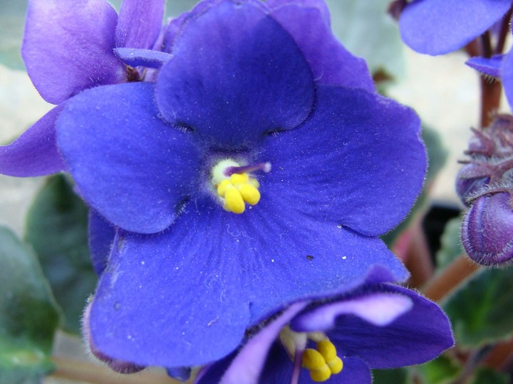 Violeta