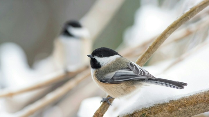 bird