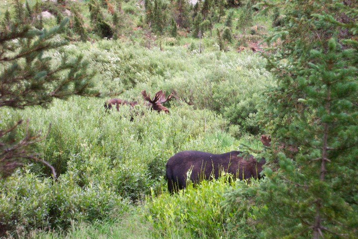 Moose  2