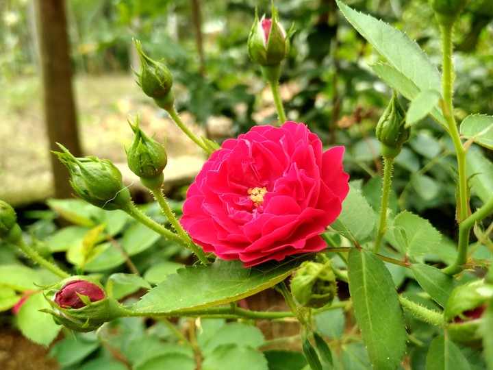 Rose