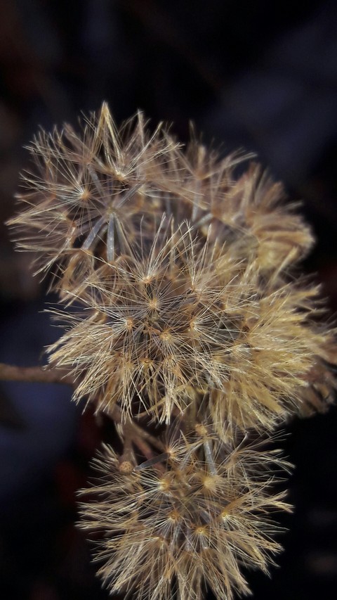 golden flower