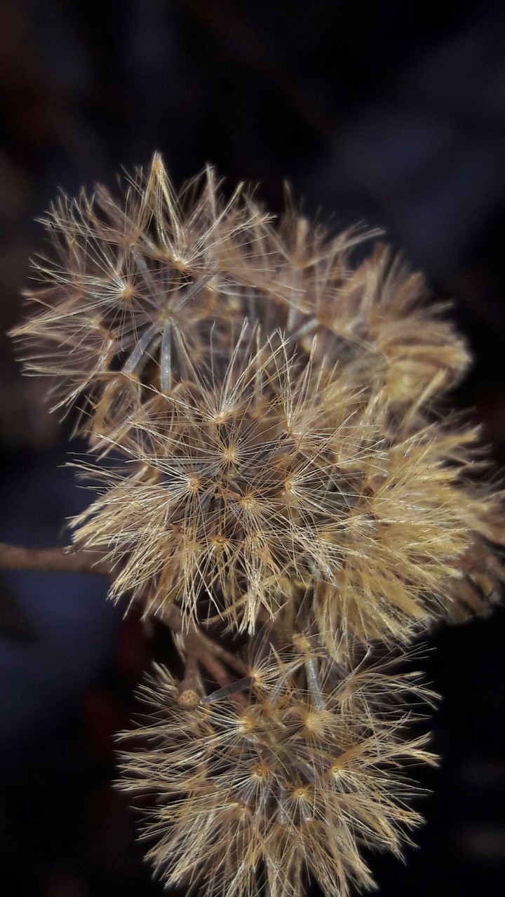 golden flower