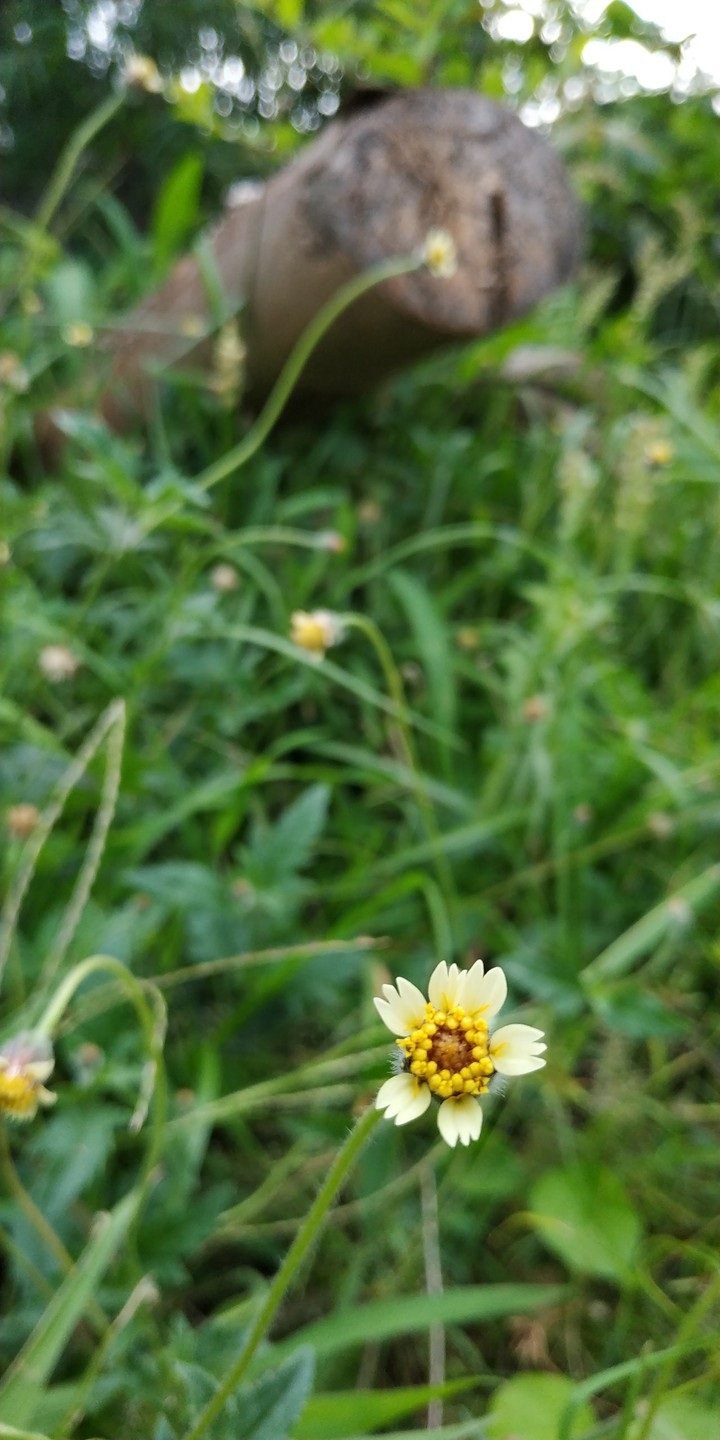 Wild Flower #3