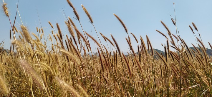 Tall Grass