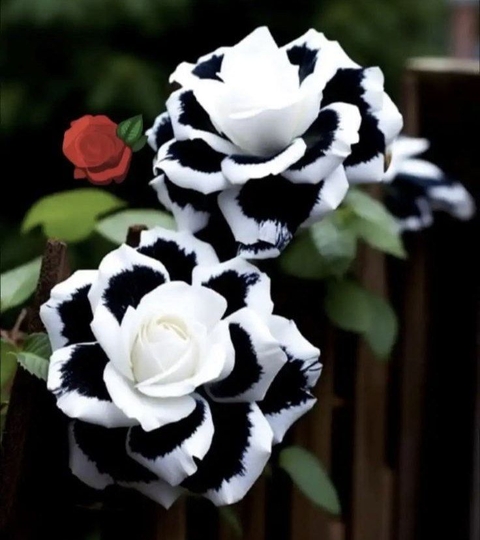 chess, Bouquet duvar kağıtları