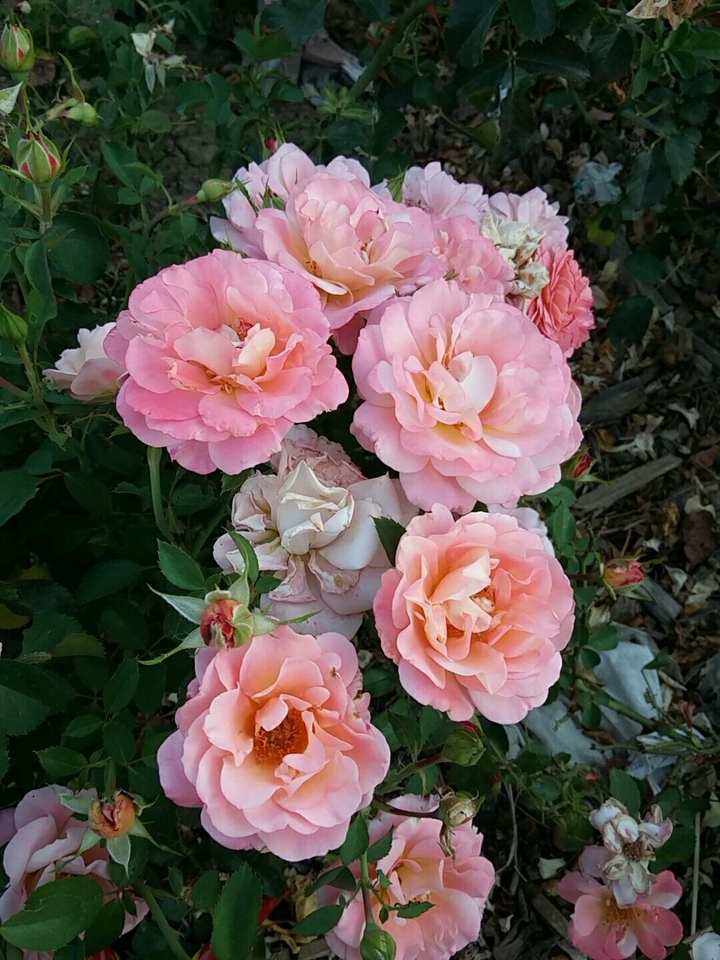 rose