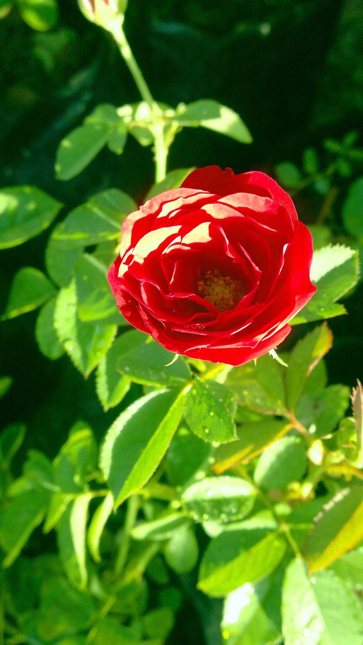 red rose