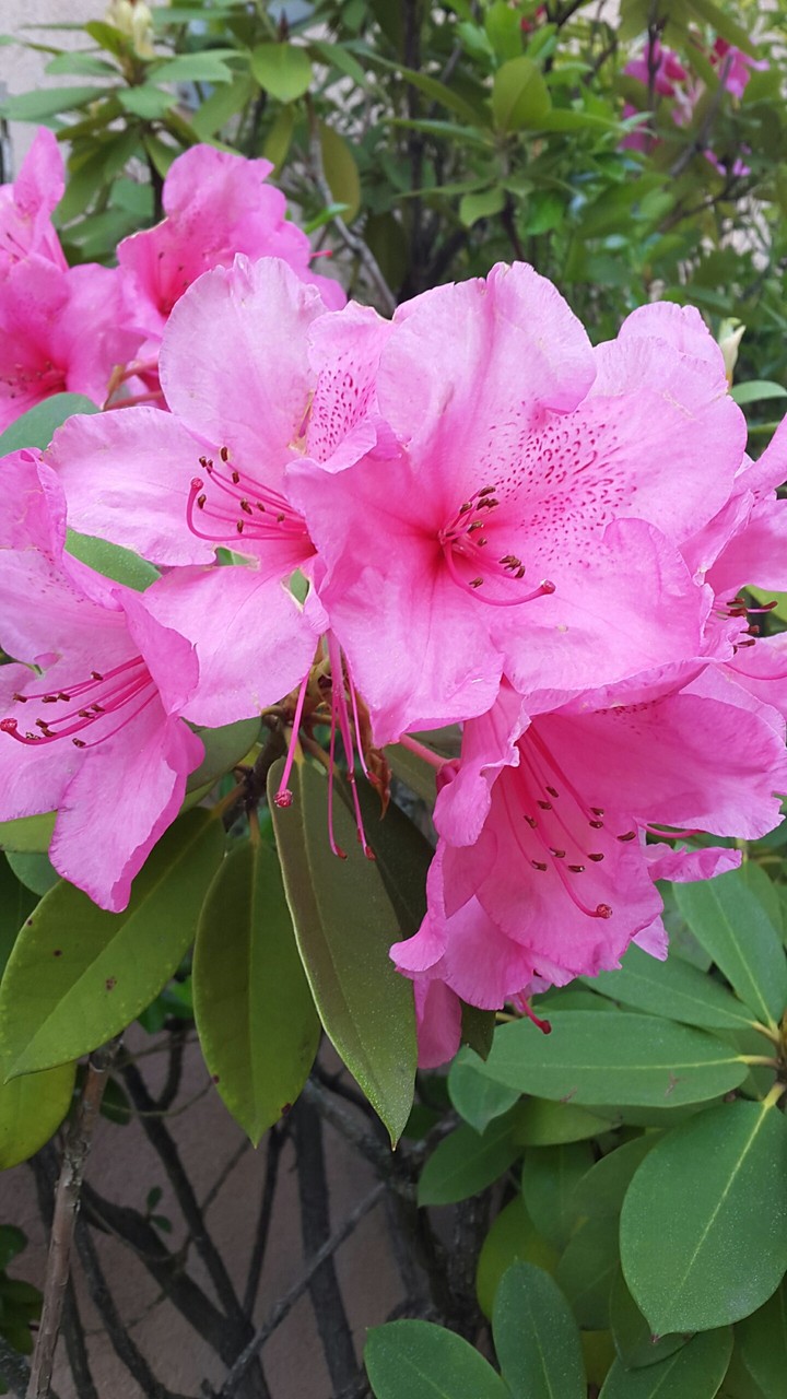 pink rain