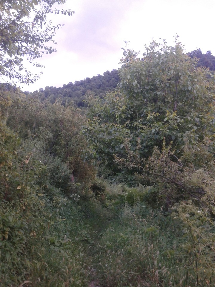 forest