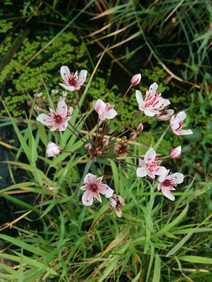 Nice flower