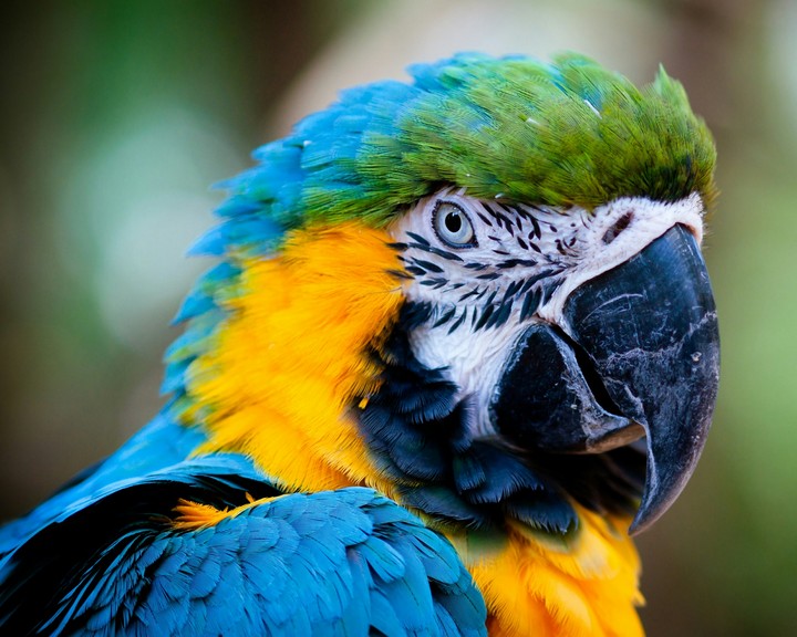 Parrot