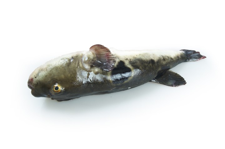 Fish