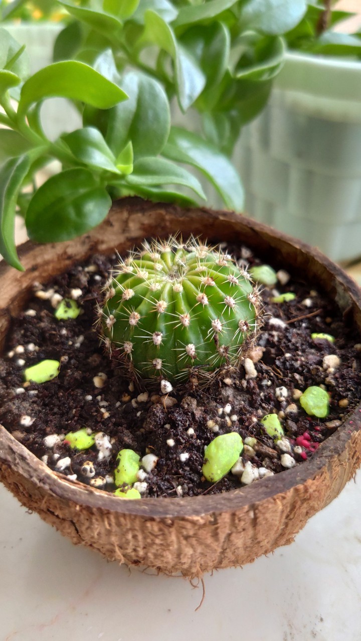 Cactus planted in coconut