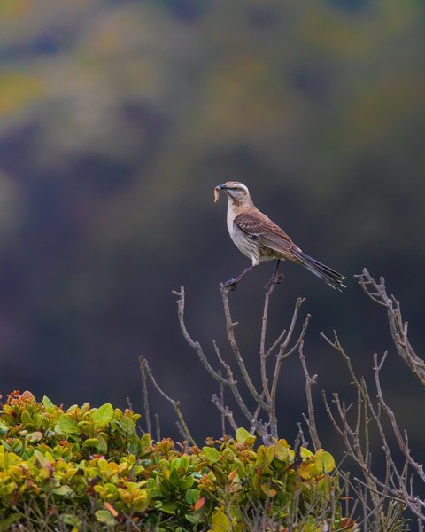 רקעים twig, beak