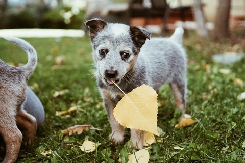 fondos de pantalla snout, grass