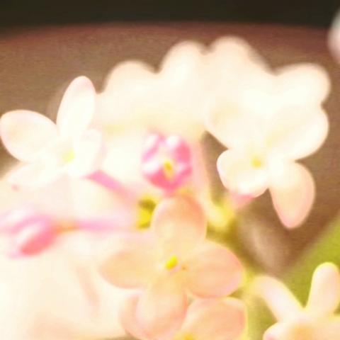 꽃
