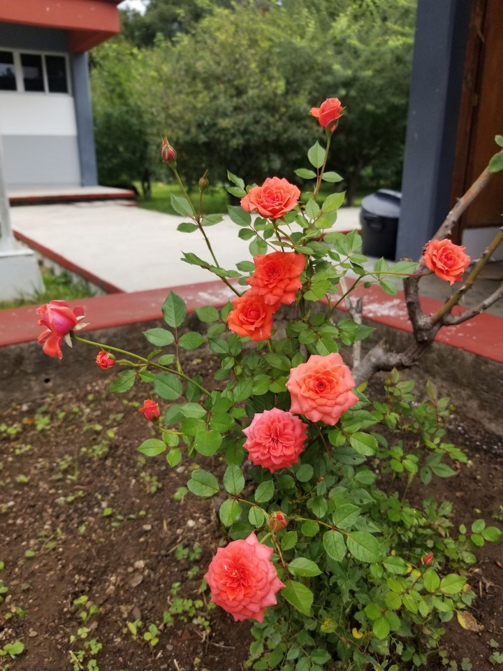 ROSAS, TAXCO EL VIEJO, GRO.