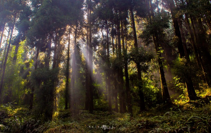 light