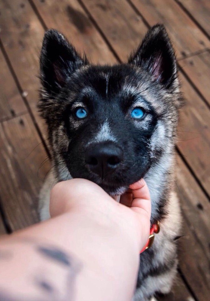 Puppy