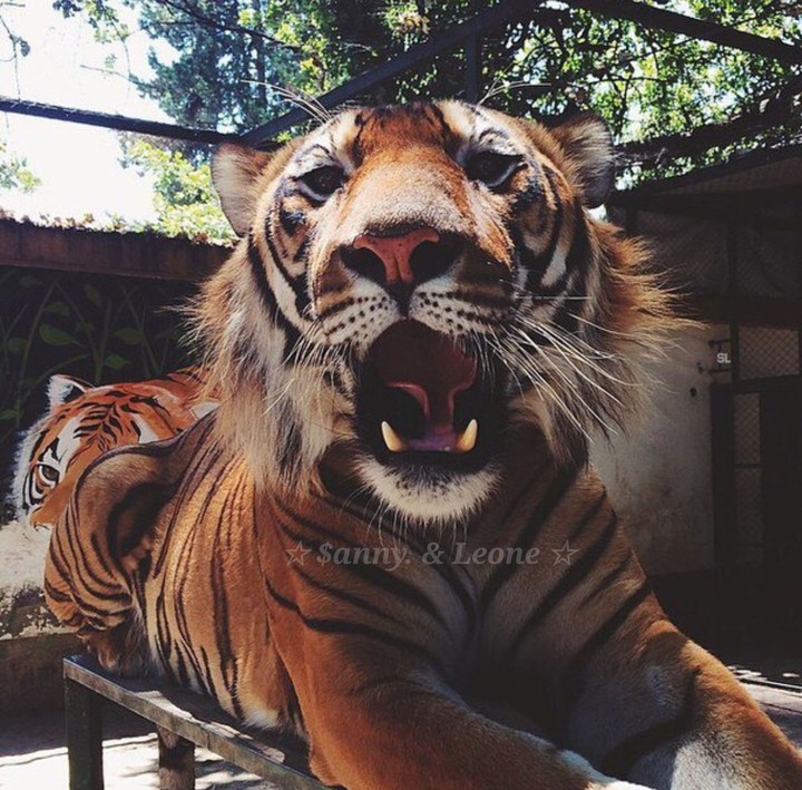 tigr