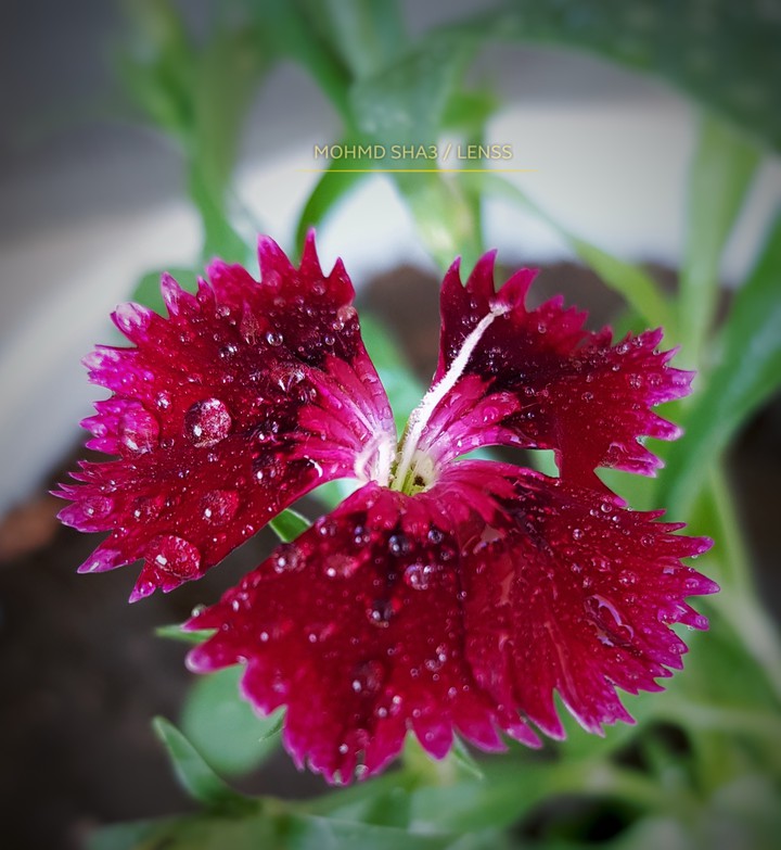 flower