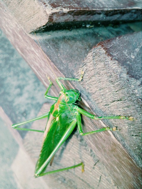 grasshopper, insect wallpapers