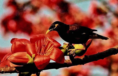 Little Birdie