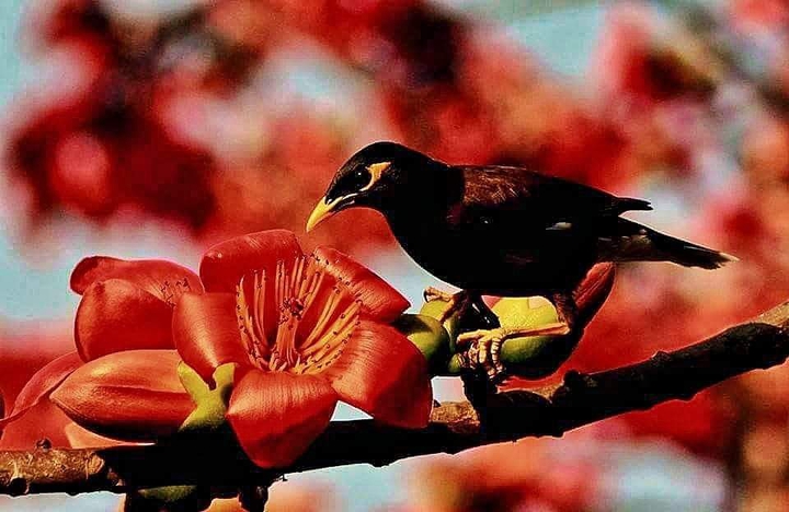 Little Birdie