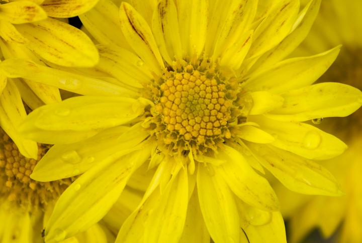 simply yellow