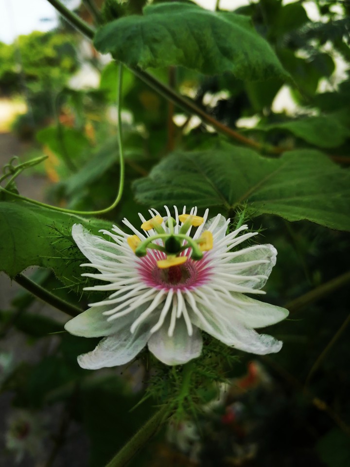 vine flower