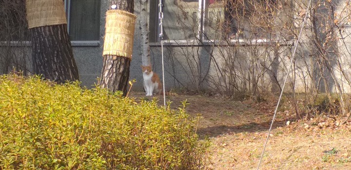 cat