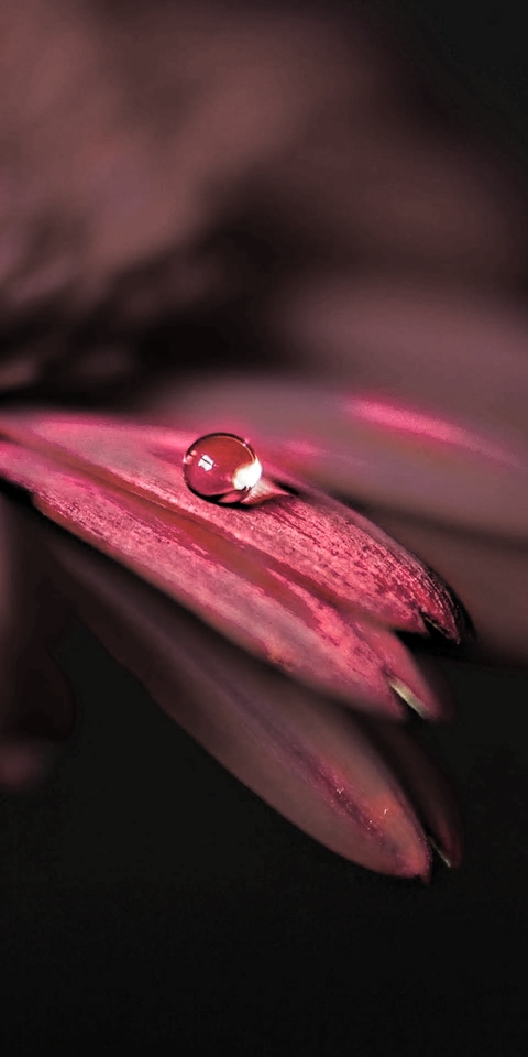 Red, Fluid, Moisture
