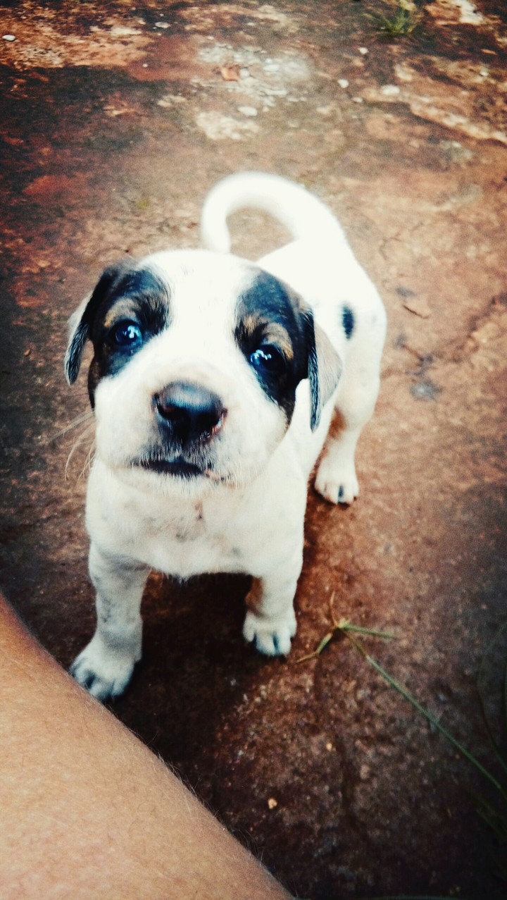 Puppy