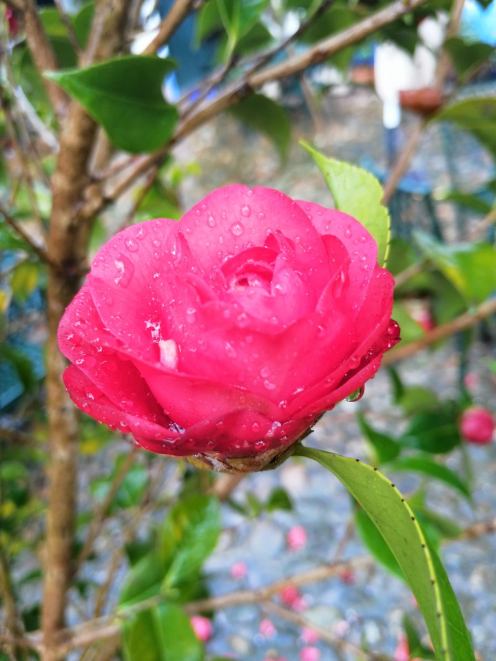 flor