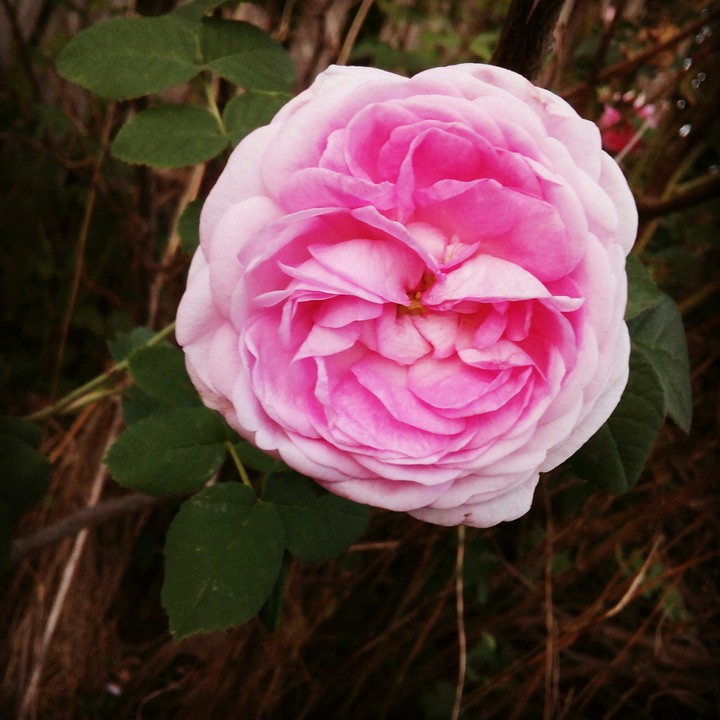 Roses