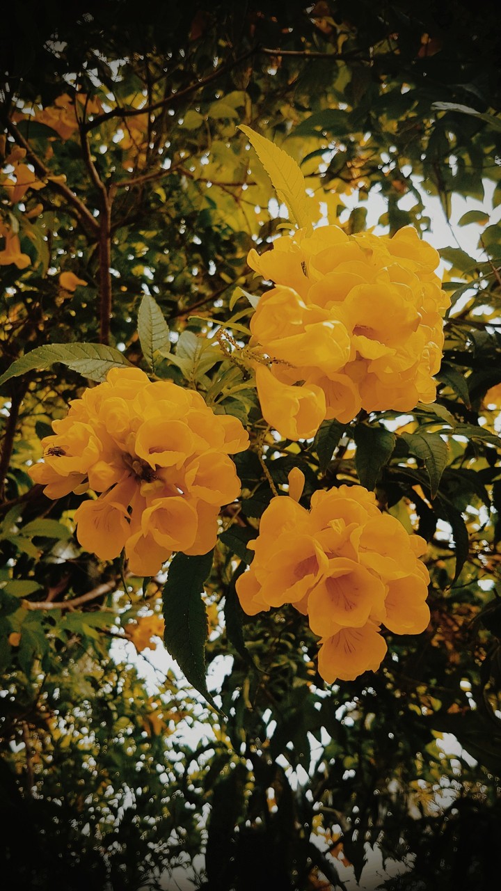 Flores Do Outono