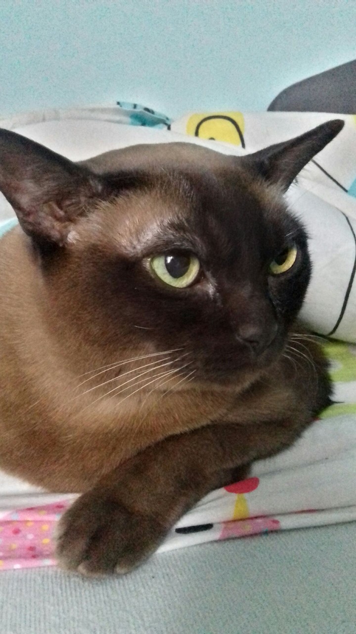 cat