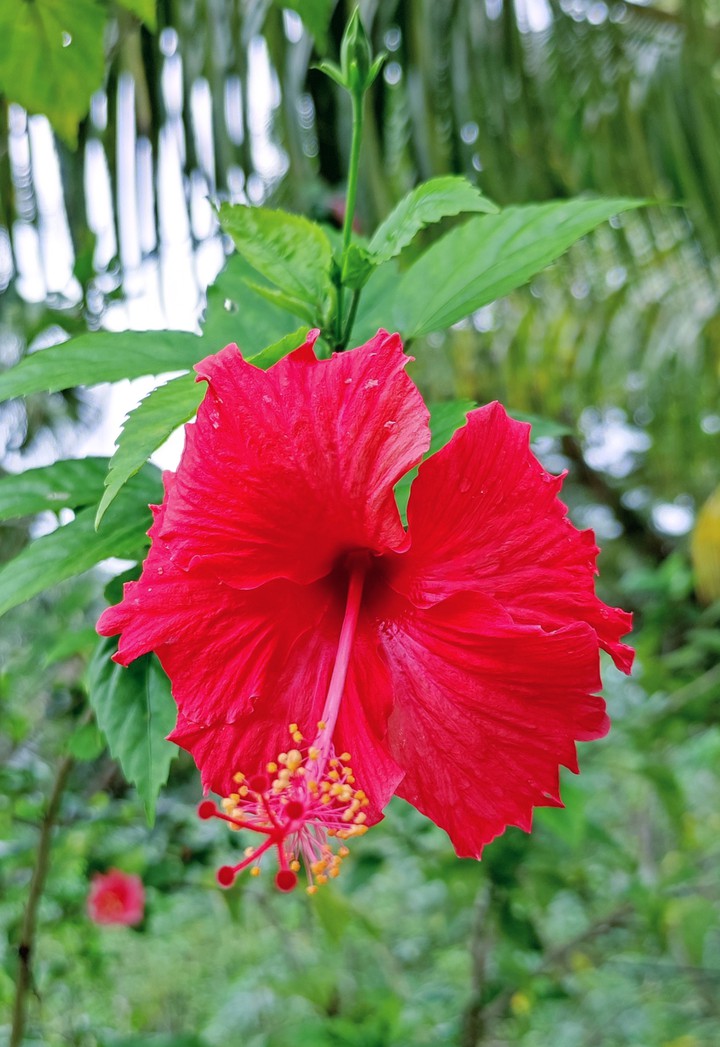 red hibiscus