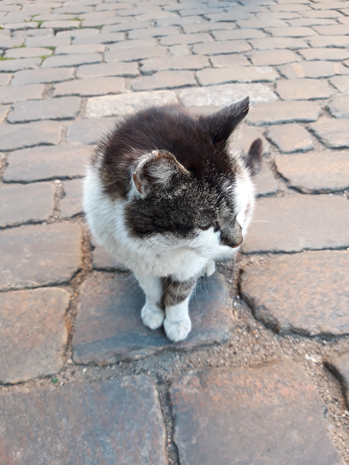 Cat posing 2