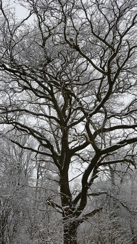 Snow tree