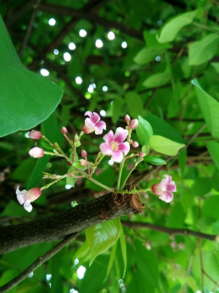 lovely little flowers