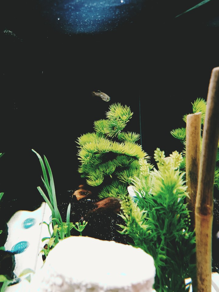 Aquarium