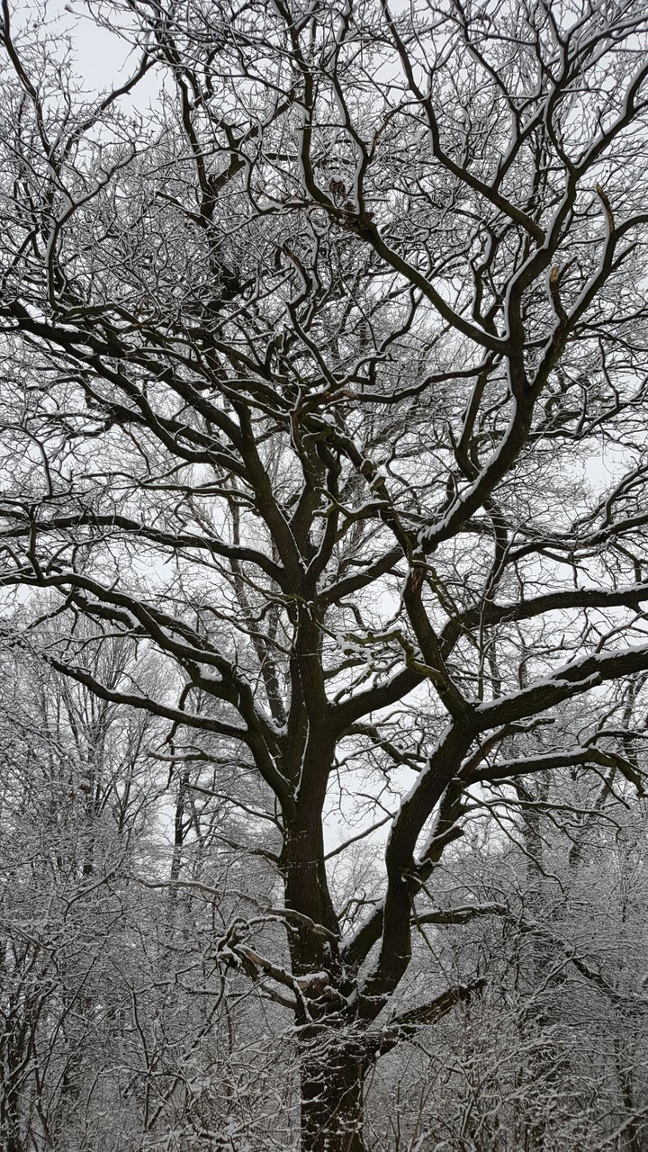Snow tree