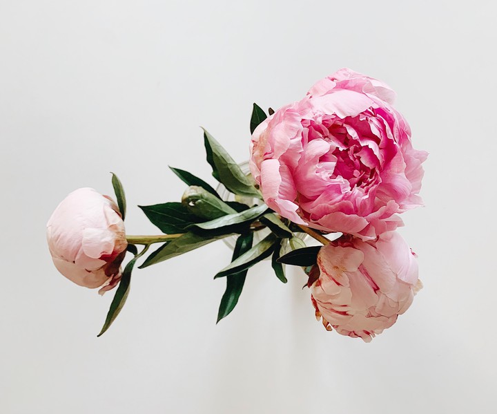 PEONIES
