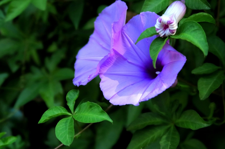 Morning flower