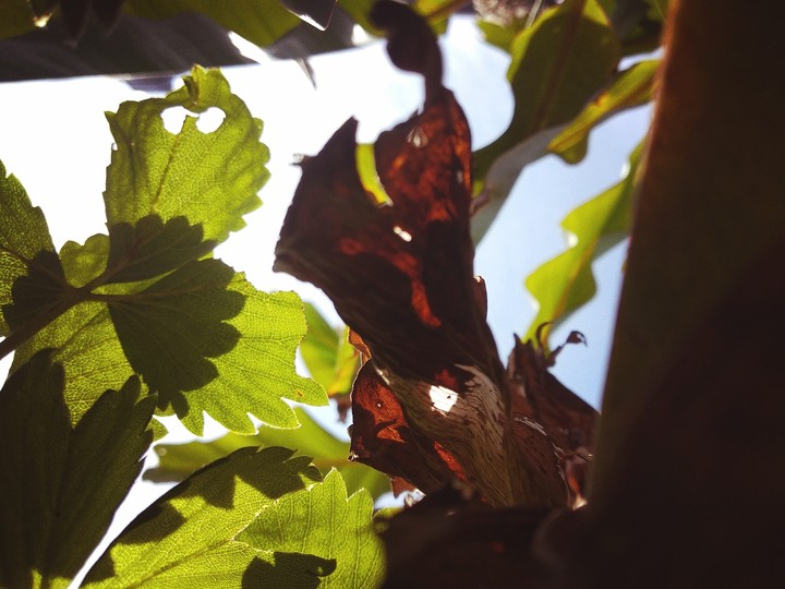 Fresh Leaves