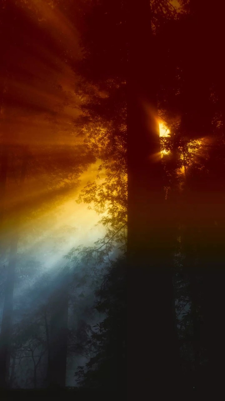 Shadow of Tree