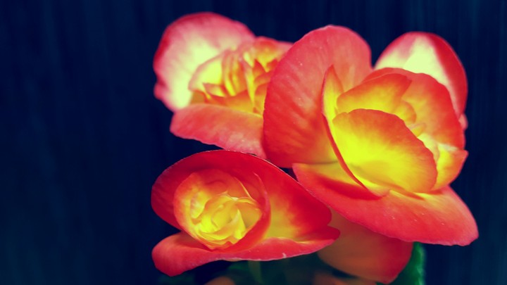 begonia