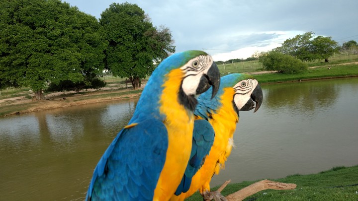 araras