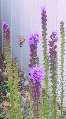 bumblebee moth loving my blazing stars